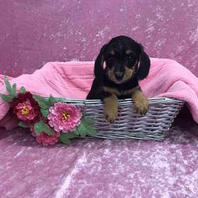 Dachshund/Poodle