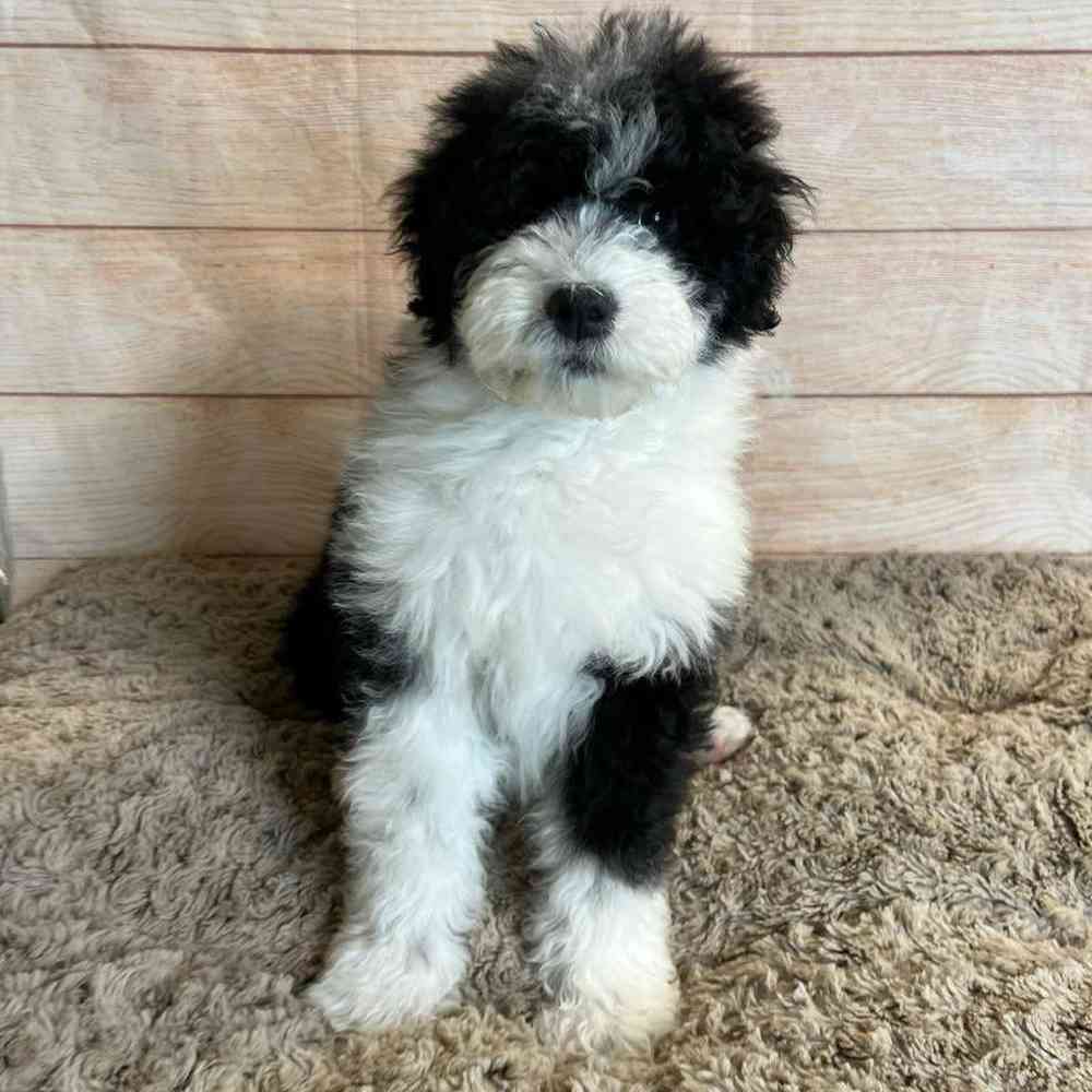 Female Old English Sheepdog/Poodle Puppy for Sale in OMAHA, NE