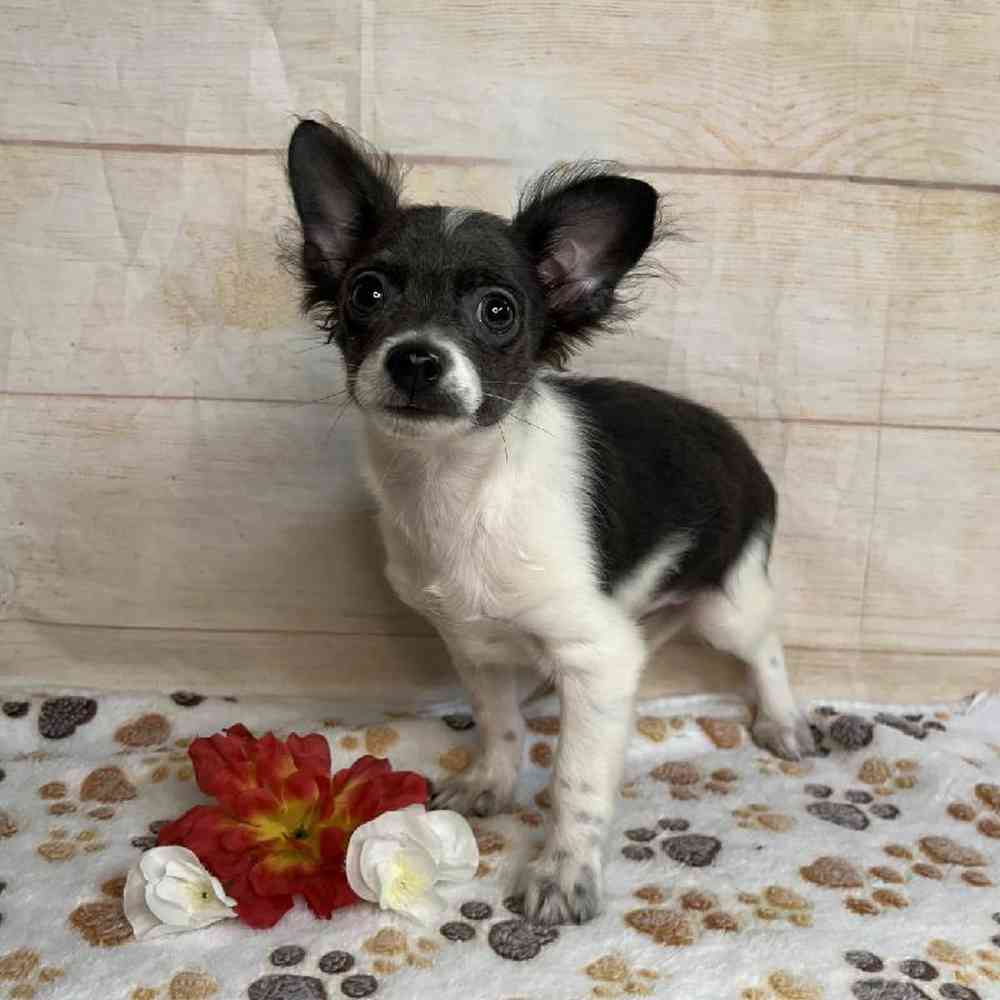 carousel pet images
