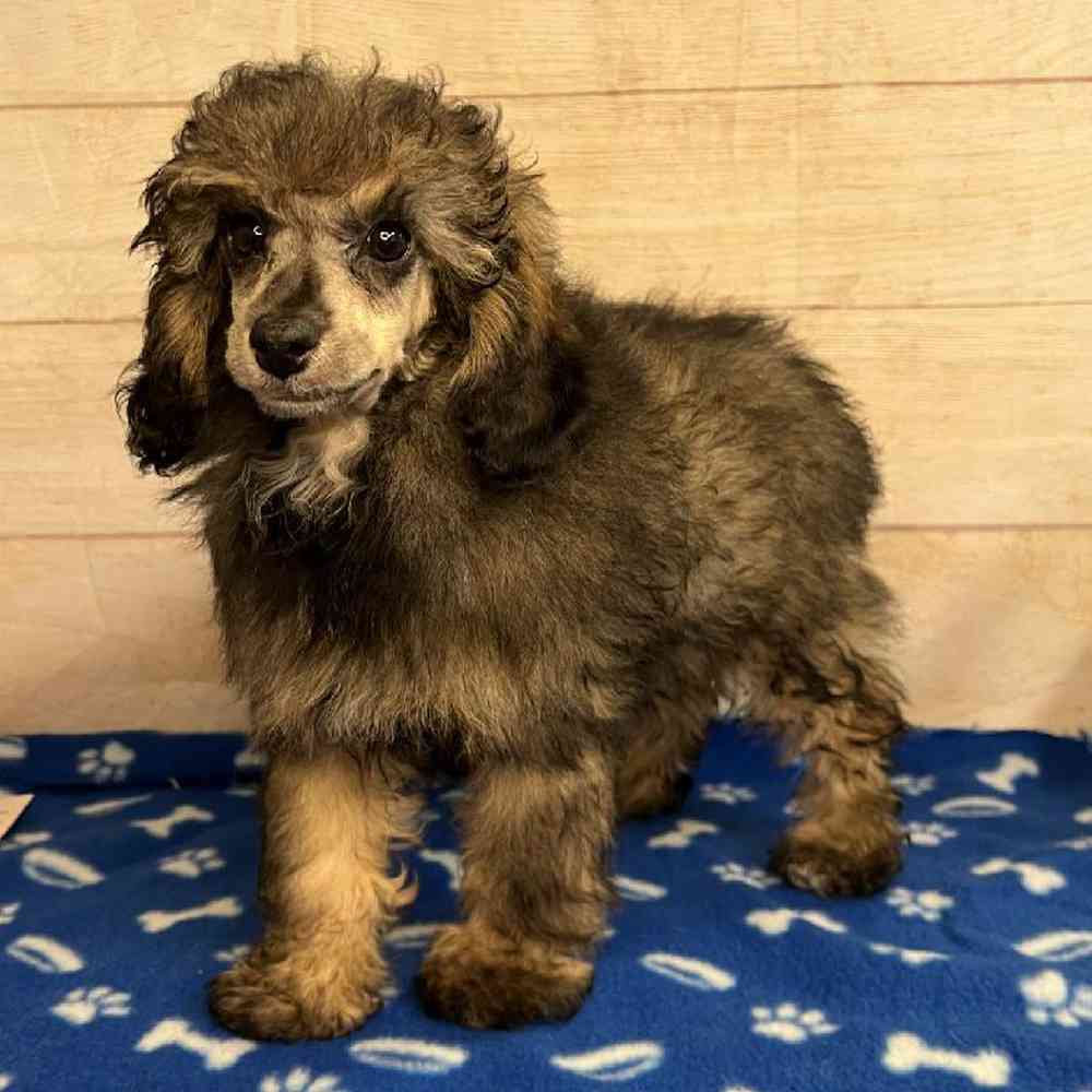carousel pet images