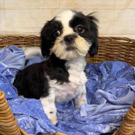Shih Tzu
