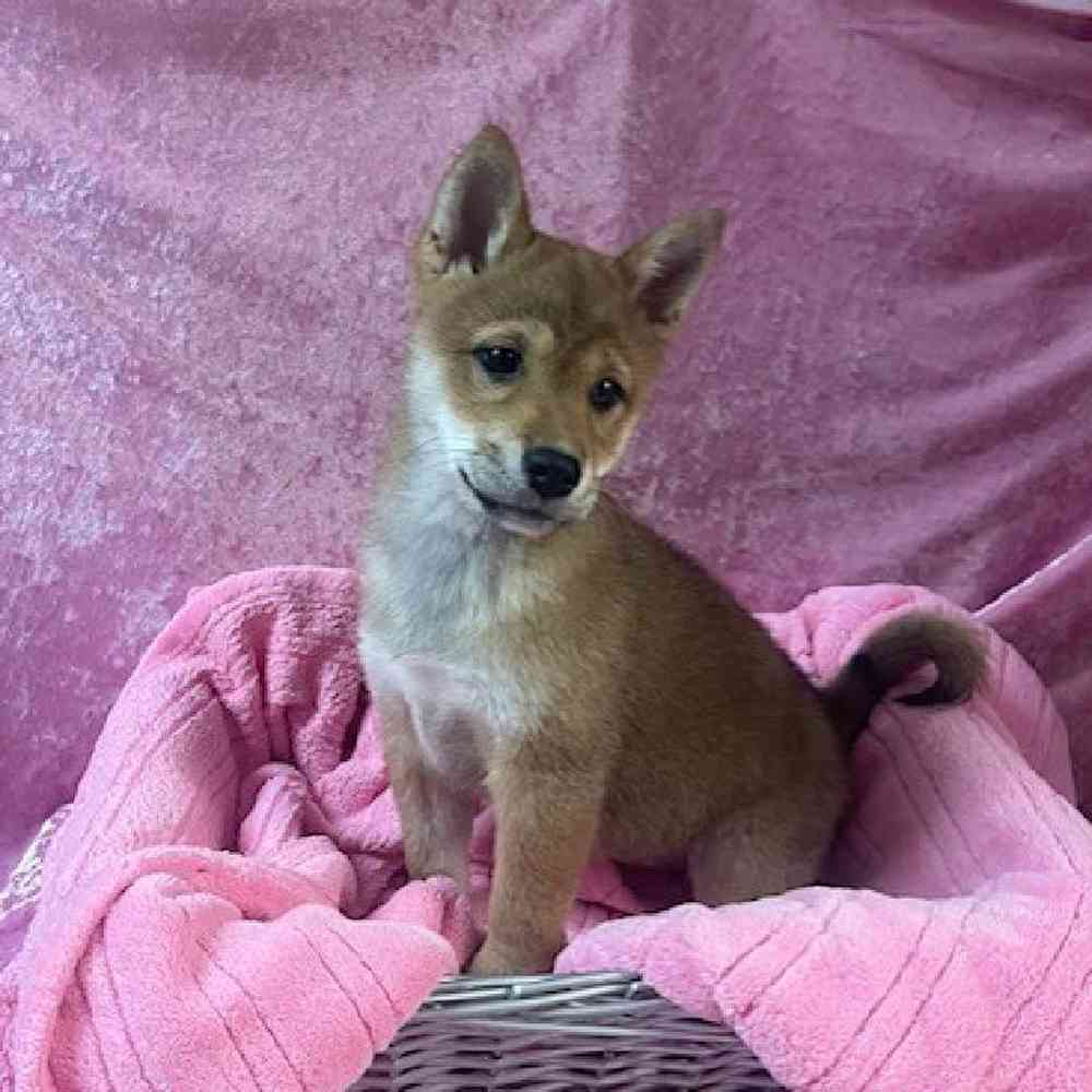 carousel pet images