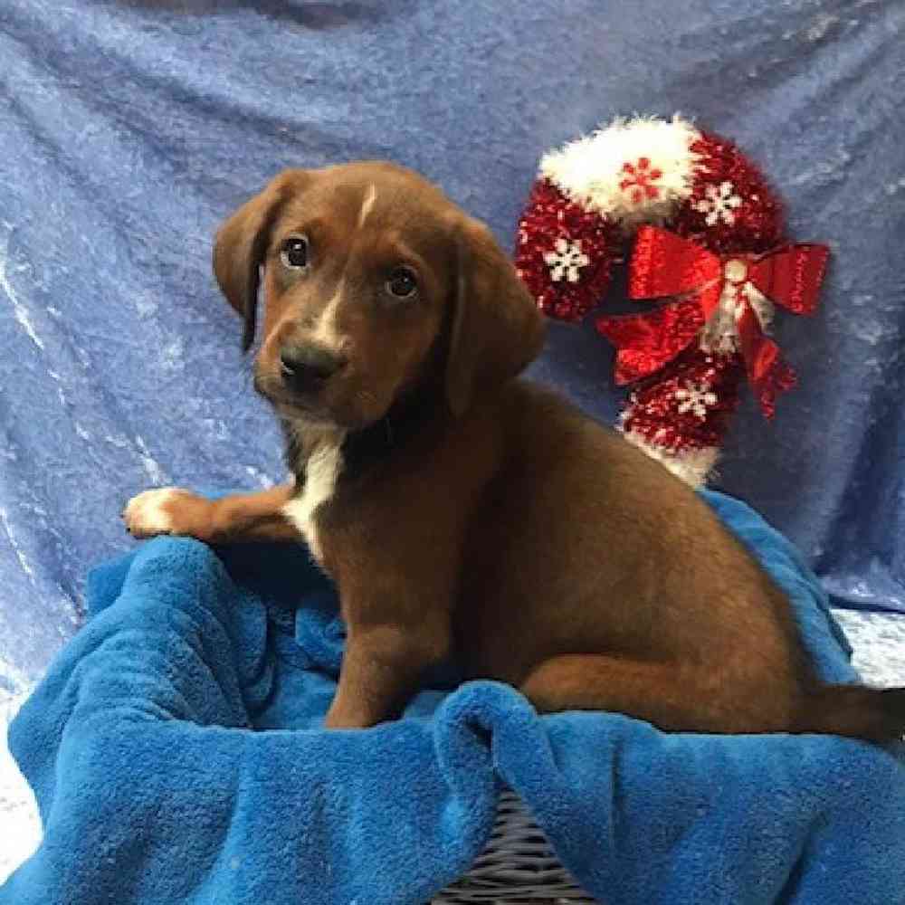 Male Australian Shepherd-Redbone Coonhound Puppy for Sale in OMAHA, NE
