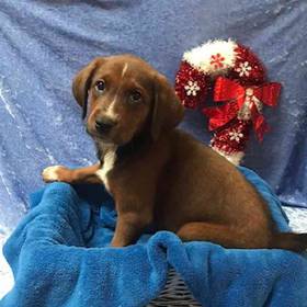 Australian Shepherd-Redbone Coonhound