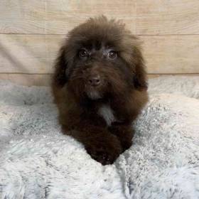 Poodle