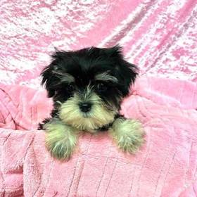 Miniature Schnauzer-Maltese