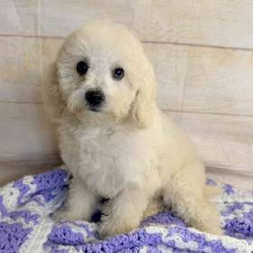 Dachshund/Poodle
