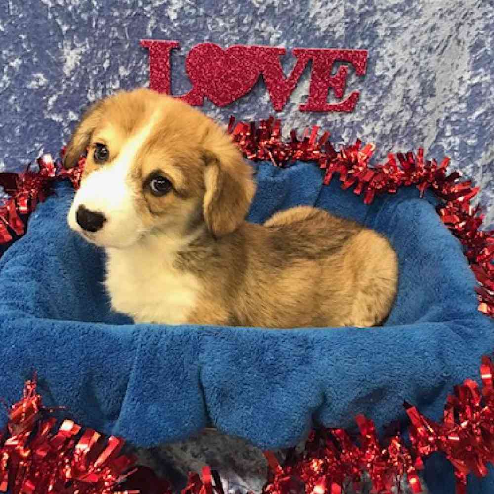carousel pet images