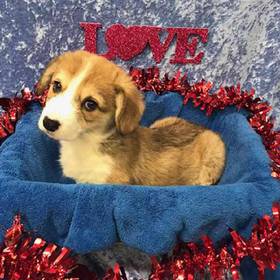 Pembroke Welsh Corgi