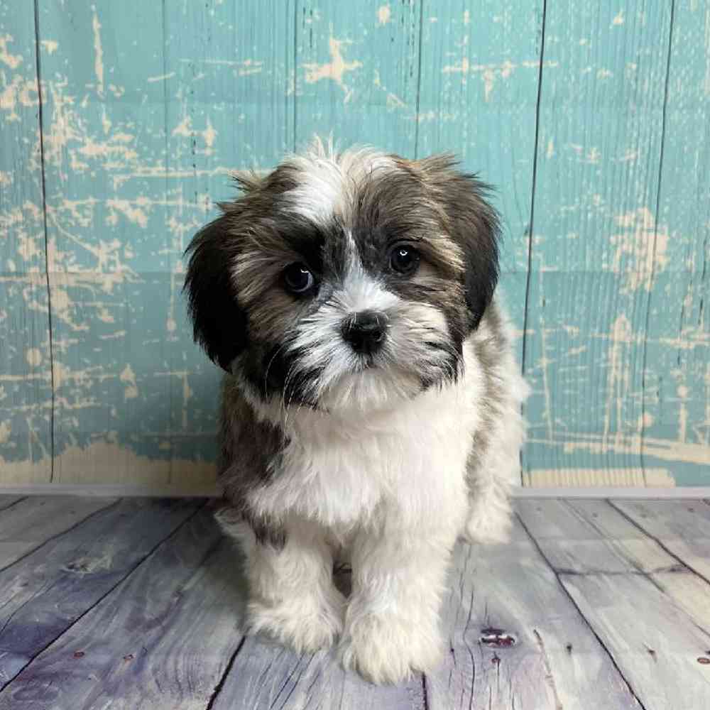 carousel pet images