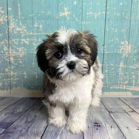 Havanese