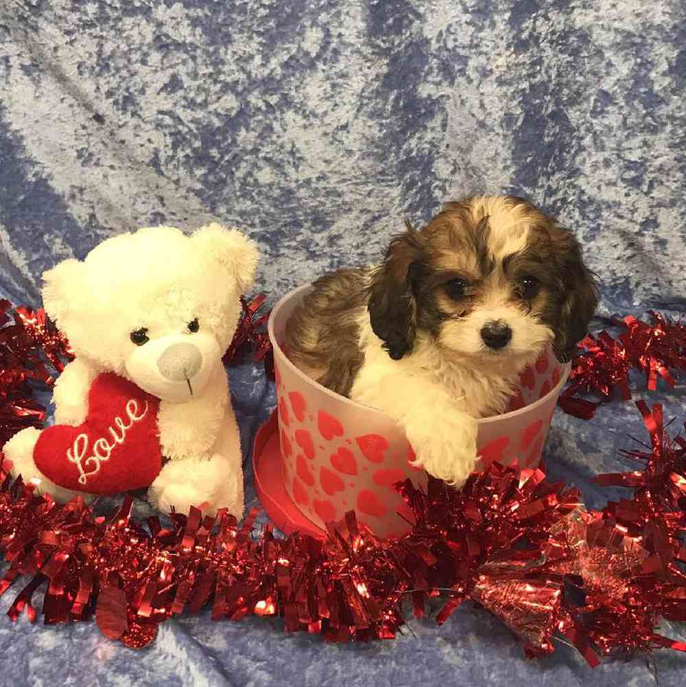 carousel pet images