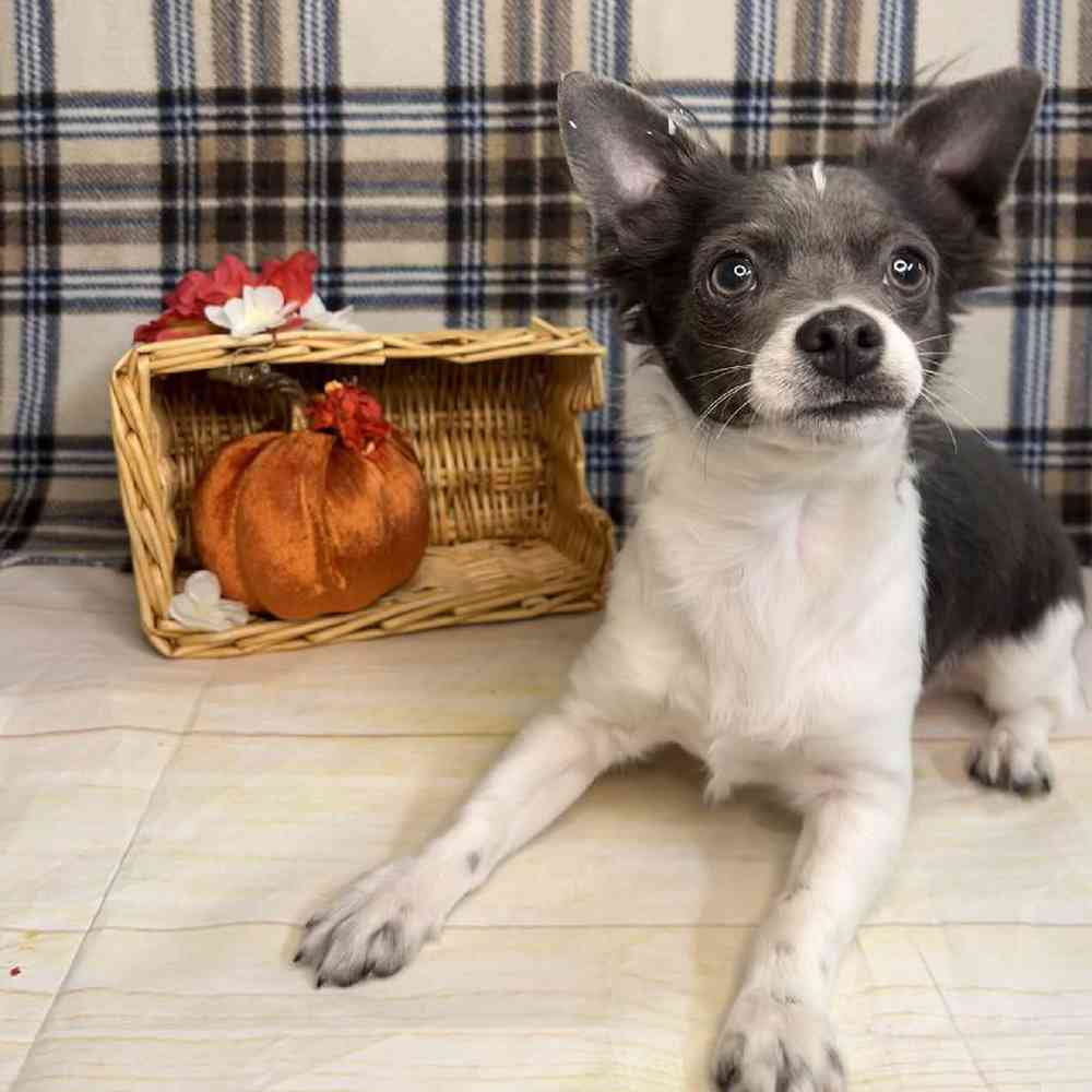 carousel pet images