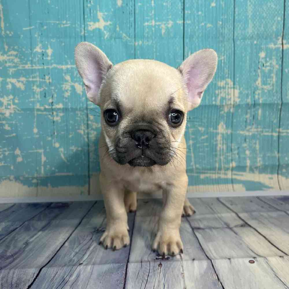 Image of a pet breed in the gallery