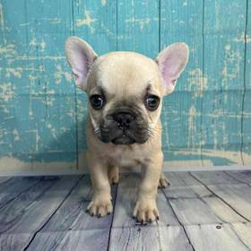 French Bulldog