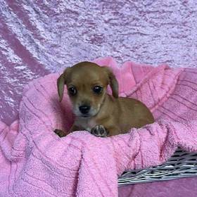 Dachshund/Pekingese