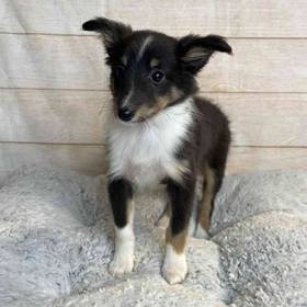 Shetland Sheepdog