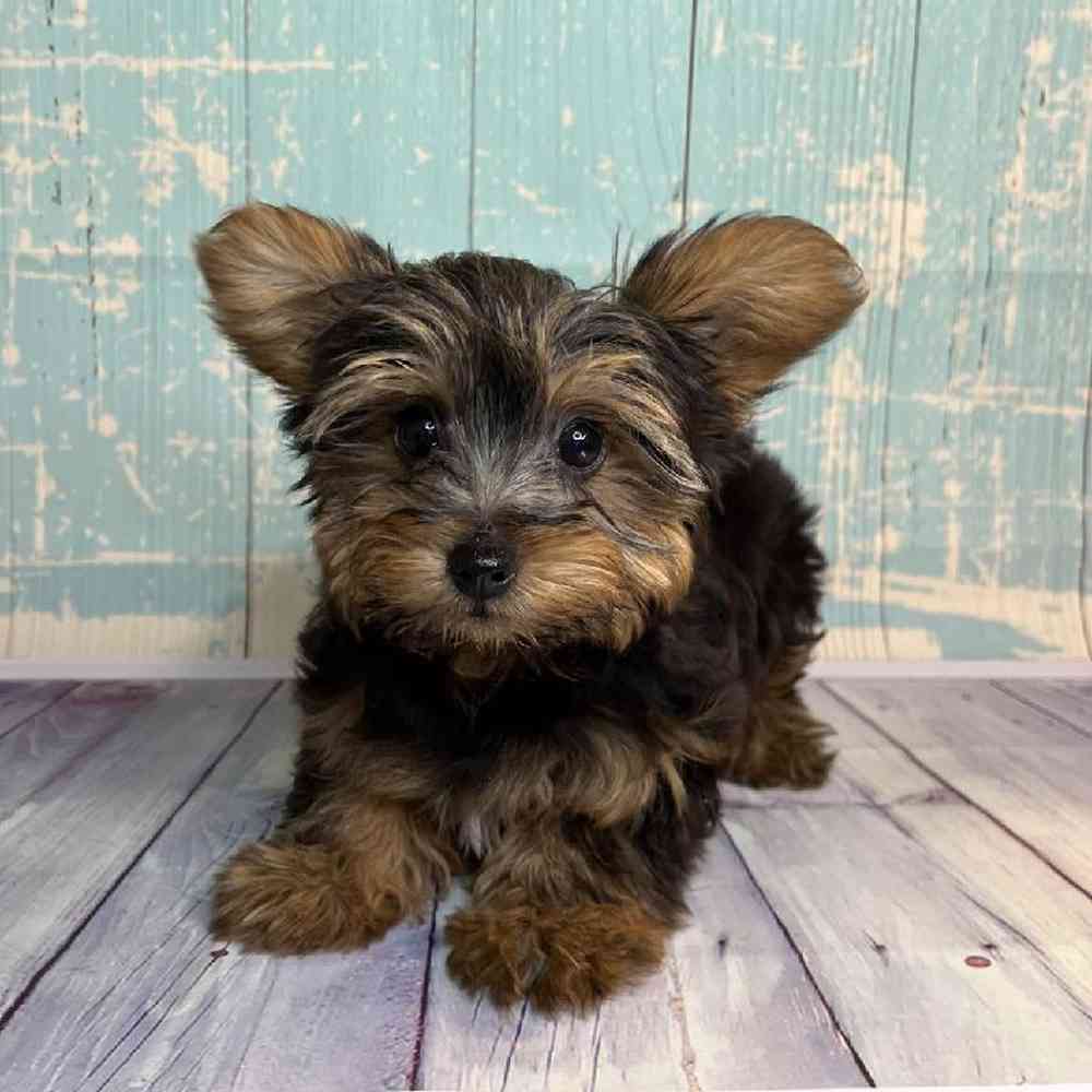 Image of a pet breed in the gallery