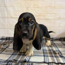Basset Hound