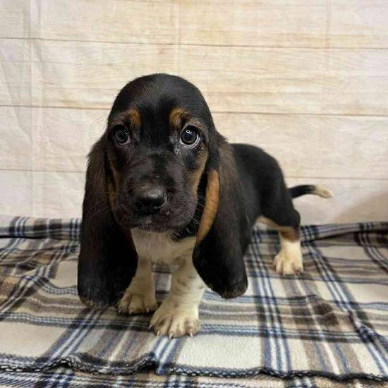 Archie