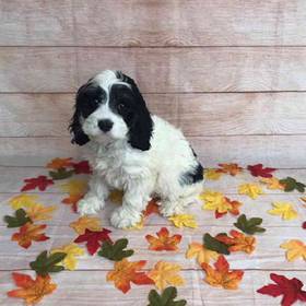 Cocker Spaniel/Poodle