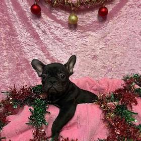 French Bulldog