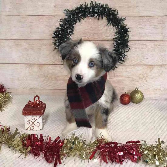 Puppy for Sale Tullys Kennels