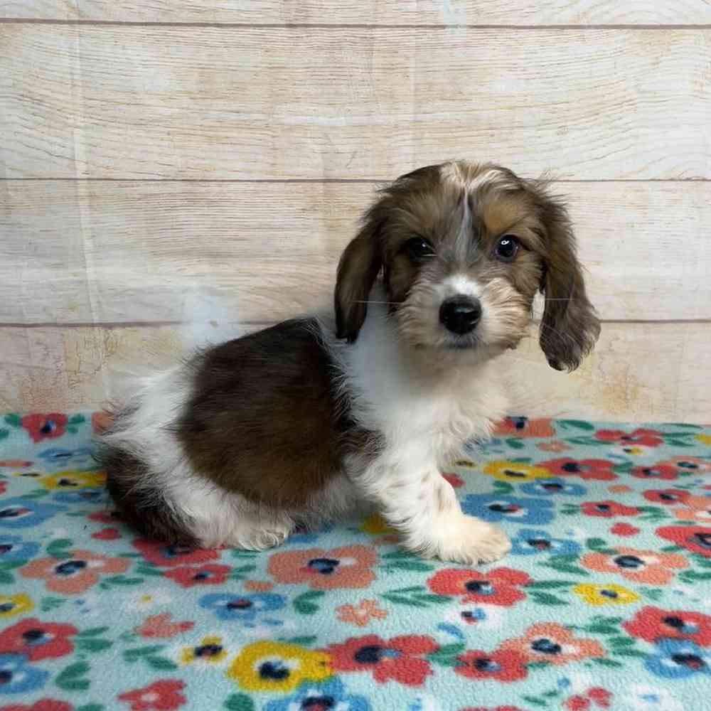 carousel pet images