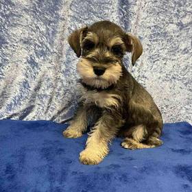 Miniature Schnauzer