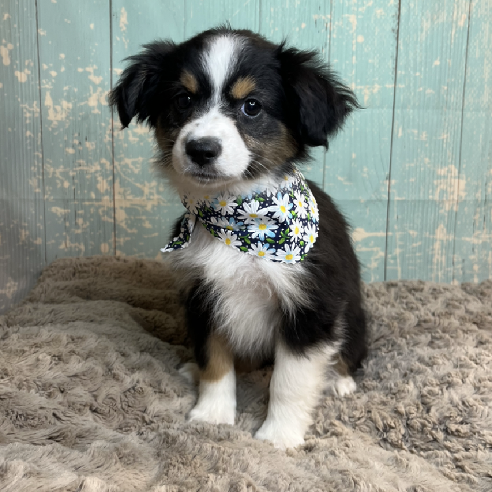 carousel pet images