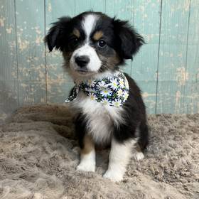 Miniature Australian Shepherd