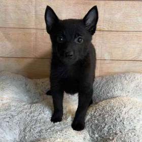 Schipperke