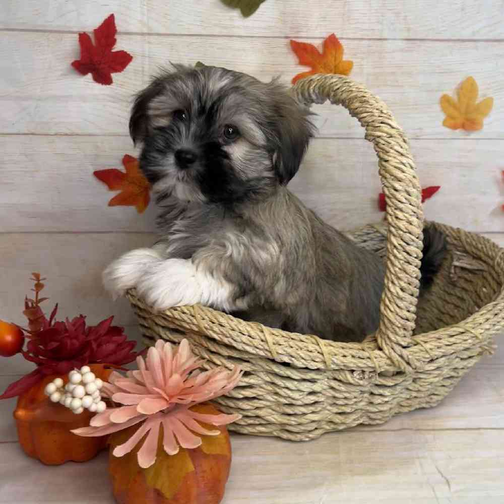 carousel pet images