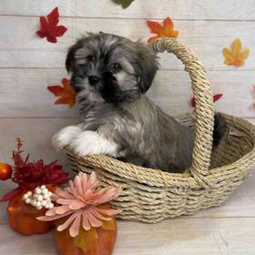 Havanese