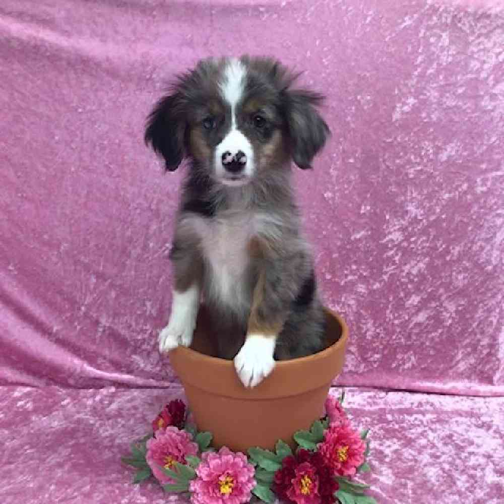 carousel pet images