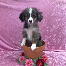 Miniature Australian Shepherd