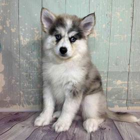 Pomeranian/Siberian Husky