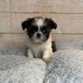 Shih Tzu