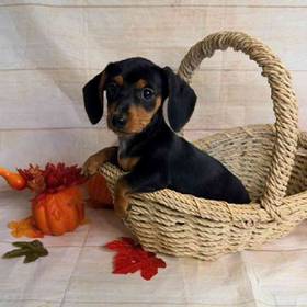 Dachshund