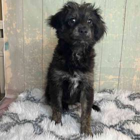 Miniature Australian Shepherd/ Poodle