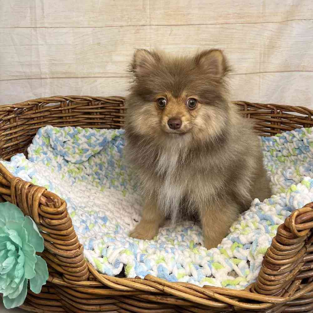 carousel pet images