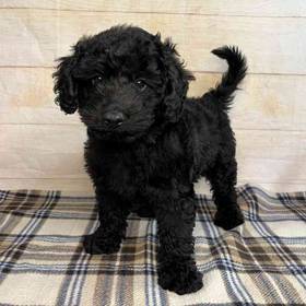 Golden Retriever/Miniature Poodle