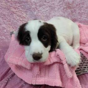 English Springer Spaniel