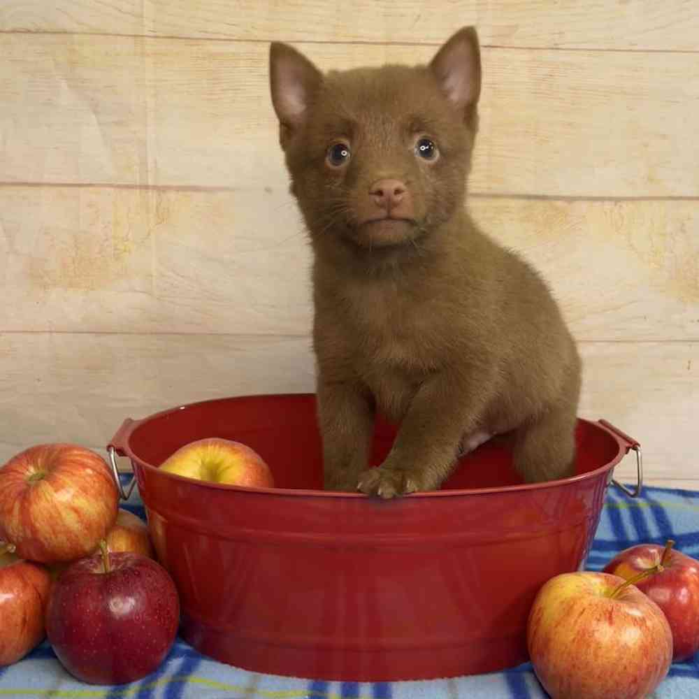 carousel pet images