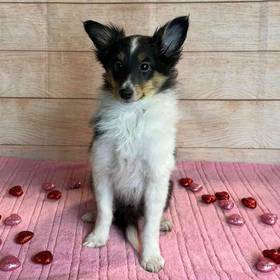 Shetland Sheepdog
