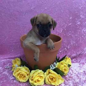 Pug/Jack Russell