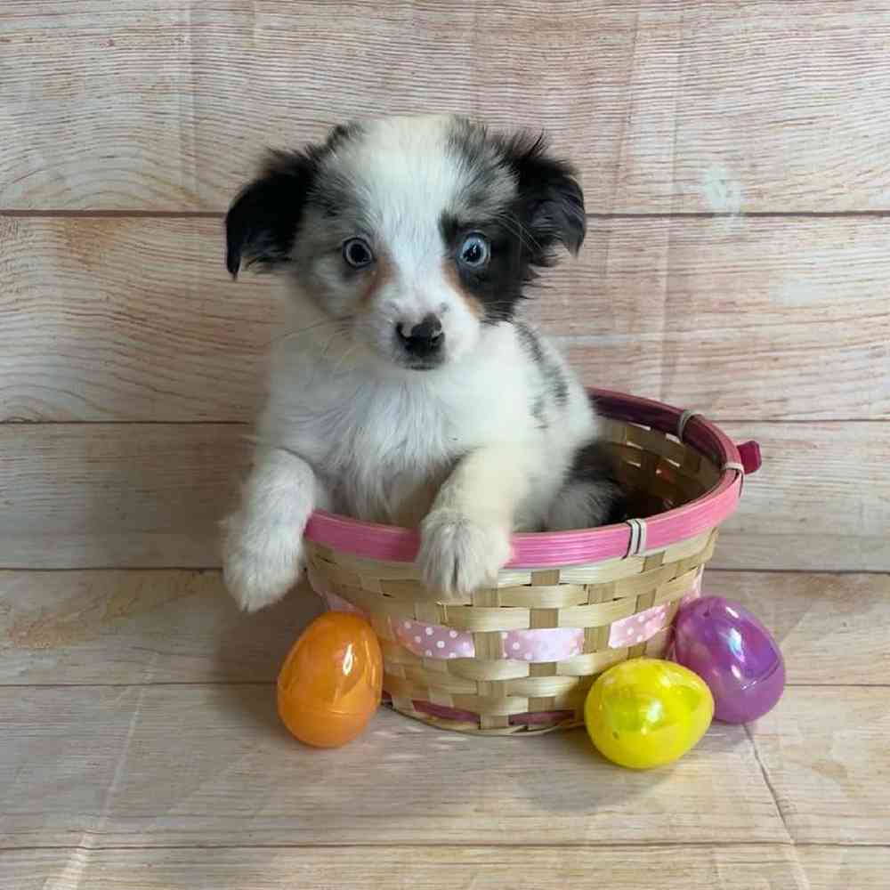 carousel pet images
