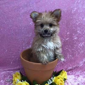 Pomeranian-Maltese