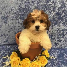 Lhasa Apso-Bichon Frise