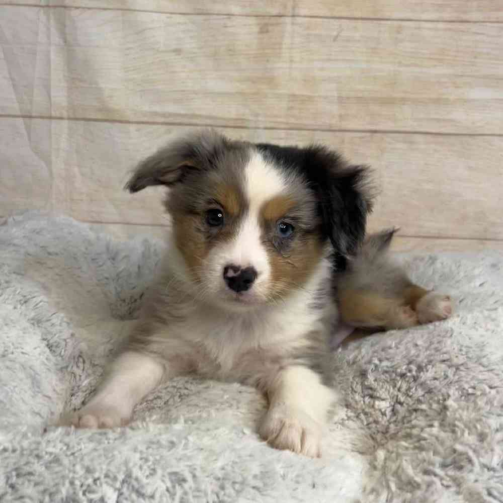 carousel pet images